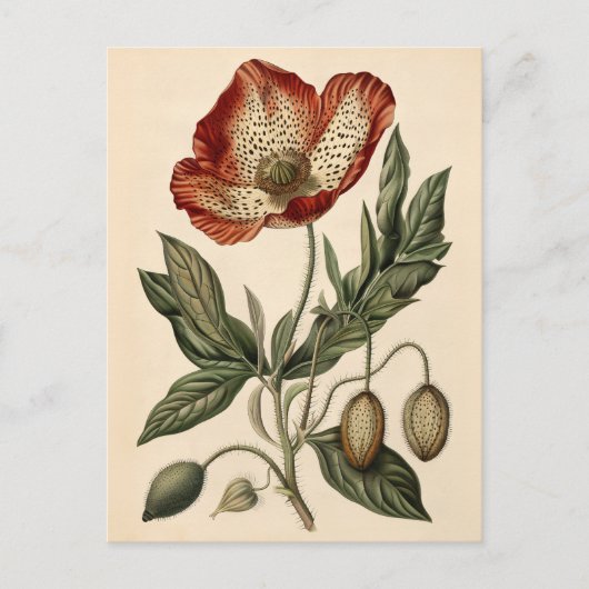 papaverillustratie briefkaart (Voorkant)