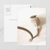 " papavero secco " gedroogde papavero briefkaart (Voorkant / Achterkant)