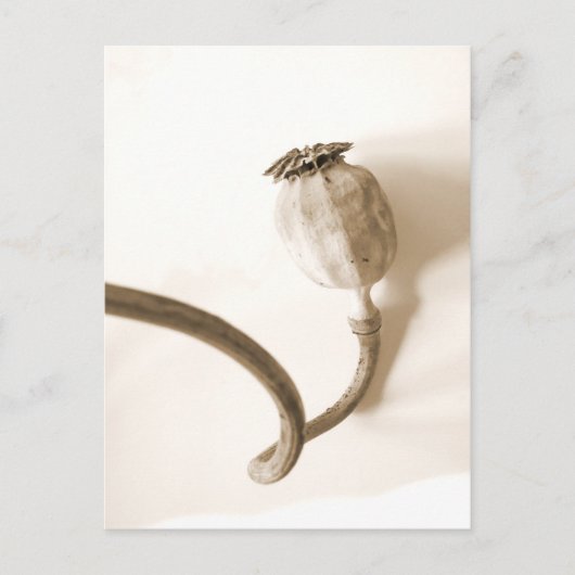 " papavero secco " gedroogde papavero briefkaart (Voorkant)