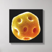 Papaverpollen