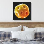 Papaverpollen Canvas Afdruk (Insitu (Slaapkamer))