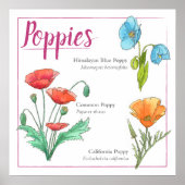papaverrassen poster (Voorkant)