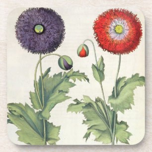 Papavers: 1.Papaver flore multiplici incarnato; 2, Onderzetter
