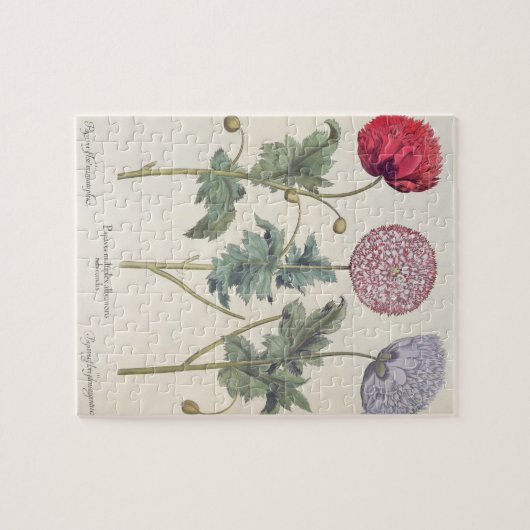 Papavers: 1.Papaver multiplex albumoris rubicundis Legpuzzel (Horizontaal)