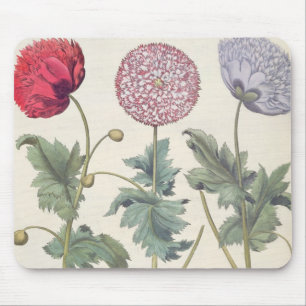 Papavers: 1.Papaver multiplex albumoris rubicundis Muismat