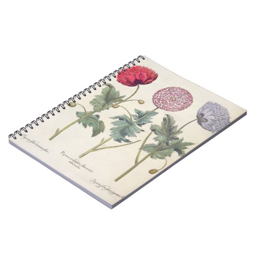 Papavers: 1.Papaver multiplex albumoris rubicundis Notitieboek (Linkerzijde)