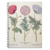 Papavers: 1.Papaver multiplex albumoris rubicundis Notitieboek (Voorkant)