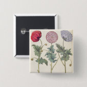 Papavers: 1.Papaver multiplex albumoris rubicundis Vierkante Button 5,1 Cm (Voorkant /achterkant)