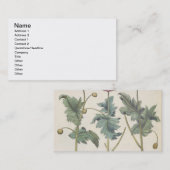 Papavers: 1.Papaver multiplex albumoris rubicundis Visitekaartje (Voorkant / Achterkant)