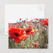 Papavers Briefkaart (Voorkant / Achterkant)