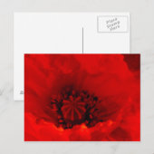 Papavers Briefkaart (Voorkant / Achterkant)