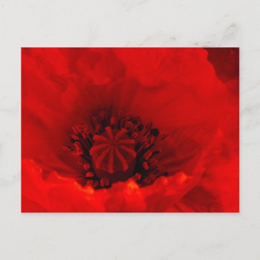 Papavers Briefkaart (Voorkant)