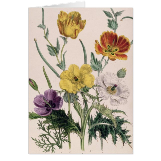 papavers en annemonen (Voorkant)
