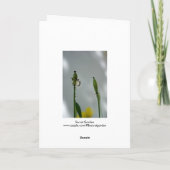 Papavers en schaduwen 5 Einde van de levensduur vo Kaart (Achterkant)