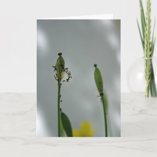 Papavers en schaduwen 5 Einde van de levensduur vo Kaart (Voorkant)