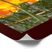 Papavers Grote Posters en Prints (Hoek)