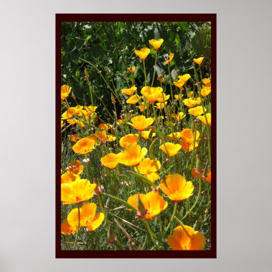 Papavers Grote Posters en Prints (Voorkant)