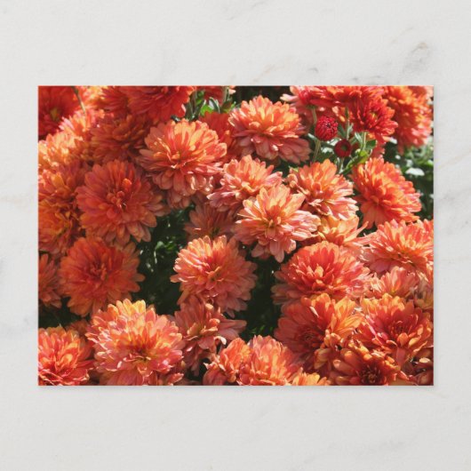 Papavers I Briefkaart (Voorkant)