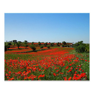 Papavers in Bloom Perfect Poster