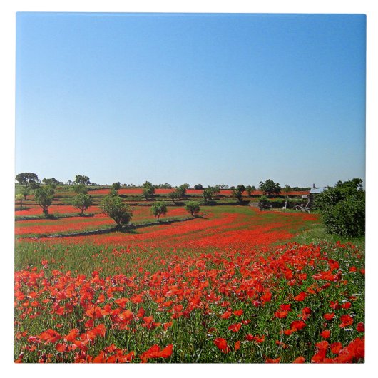 Papavers in Bloom Tegeltje (Voorkant)
