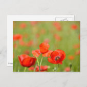 Papavers in een briefkaart van een papaverveld (Voorkant / Achterkant)
