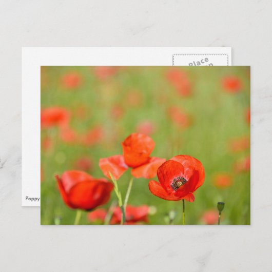 Papavers in een briefkaart van een papaverveld (Voorkant / Achterkant)