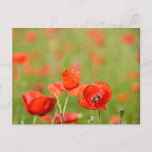 Papavers in een briefkaart van een papaverveld (Voorkant)