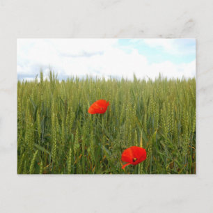 Papavers in een Briefkaart van het Wheat Field