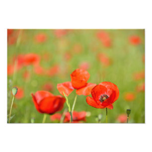 Papavers in een foto van een papaverveld afdruk