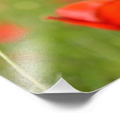 Papavers in een foto van een papaverveld afdruk (Hoek)