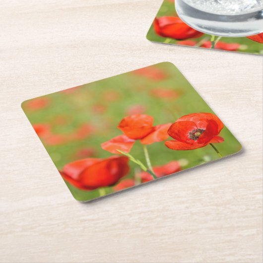 Papavers in een onderzetter van papavervelden (Schuin)