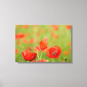 Papavers in een papaver veld canvas (Voorkant)