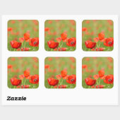 Papavers in een papaver veld sticker (Vel)