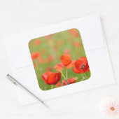 Papavers in een papaver veld sticker (Envelop)