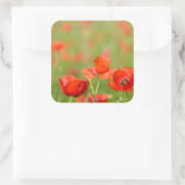 Papavers in een papaver veld sticker (Tas)