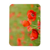 Papavers in een papaverveld rechthoekige magneet (Verticaal)