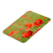 Papavers in een papaverveld rechthoekige magneet (Linkerzijde)