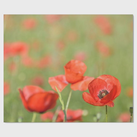 Papavers in een papaverveld voor het verpakken van cadeaupapier (Vlak)