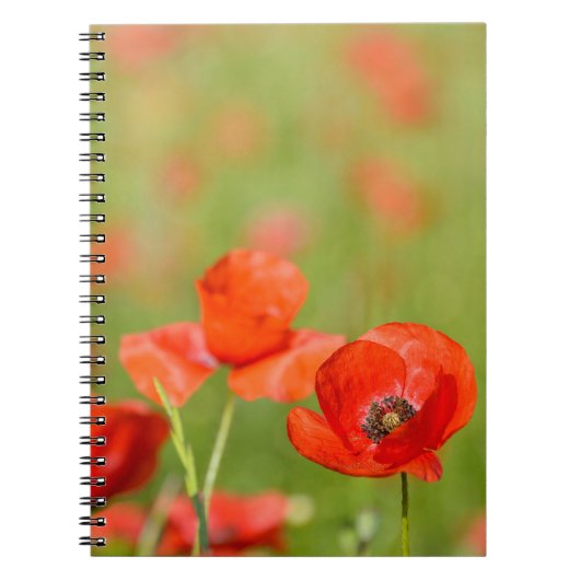 Papavers in een papaverveldnotebook notitieboek (Voorkant)