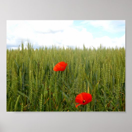 Papavers in een Poster met warmtewaarde (Voorkant)