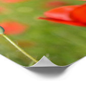 Papavers in een poster van een papaverveld (Hoek)