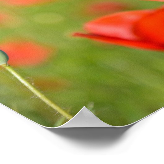 Papavers in een poster van een papaverveld (Hoek)