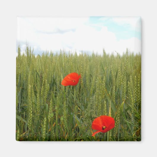 Papavers in een Wheat Field Square Magnet (Voorkant)