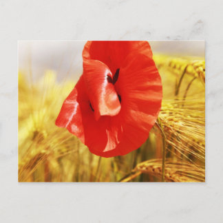 Papavers in het cornfield briefkaart
