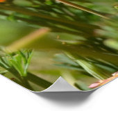 Papavers in het voorjaar poster (Hoek)