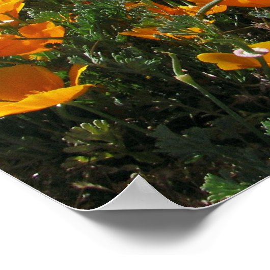 Papavers in perspectief poster (Hoek)