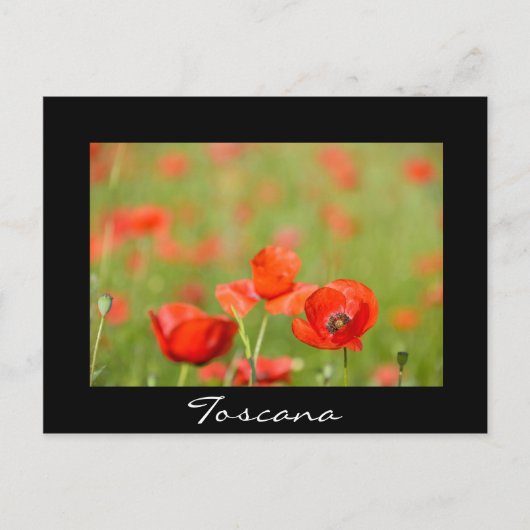 Papavers in Toscane, briefkaart met zwarte tekst (Voorkant)