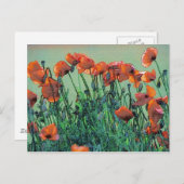 Papavers nr. 4 | BRIEFKAART (Voorkant / Achterkant)