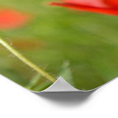 Papavers op een klaprozenveld poster (Hoek)