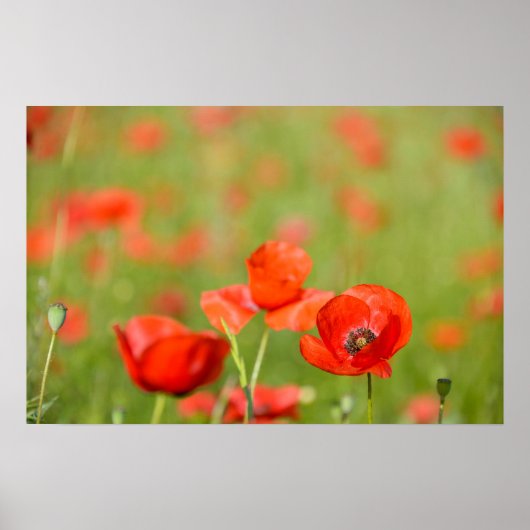 Papavers op een klaprozenveld poster (Voorkant)